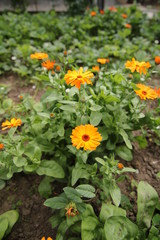 Orange flower marigold in the garden