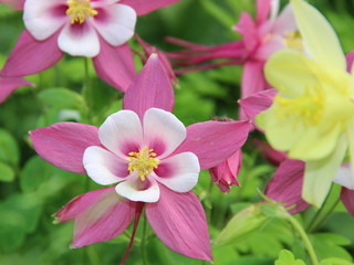  flowers pink-white Aquilegia close-up on a background of green grass