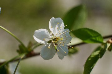 nature spring flowering Apple and cherry foliage green sun