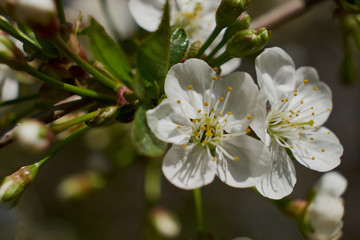 nature spring flowering Apple and cherry foliage green sun
