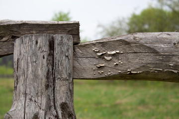 spring forest near the country house.