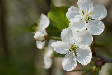 Fototapeta premium nature spring flowering Apple and cherry foliage green sun