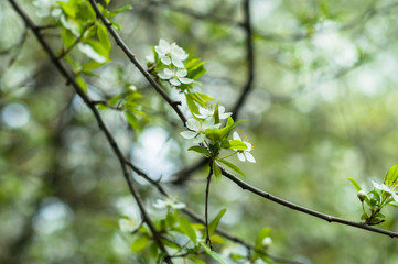 A apple tree blooming in the sunny spring day