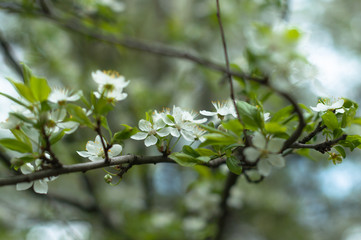 A apple tree blooming in the sunny spring day