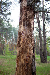 tree damage by bark beetle near a country house