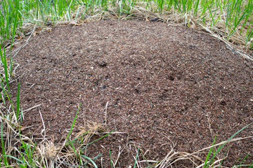 anthill near the country house