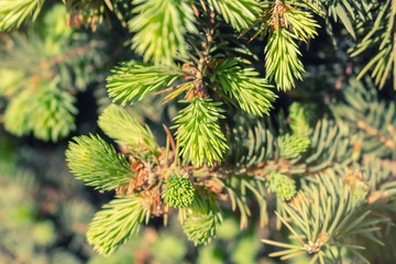 Opened bud of the spruce green tree with fresh needles nature background