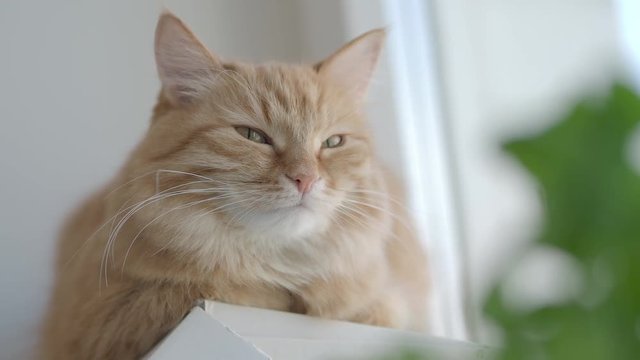 Cute ginger cat dozing on window sill near green leaves of indoor plant. Fluffy pet at home. Flat profile.