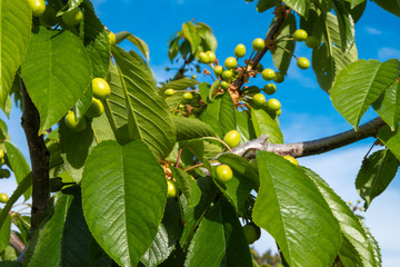 Fototapeta premium Green fruits of Cherries on Cherry tree, hang on a tree branch, Fundao, Portugal