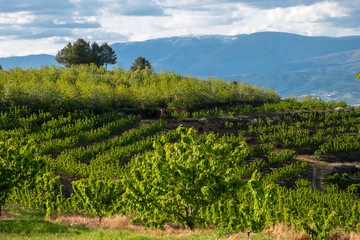 Fototapeta na wymiar Great Landscape View to Cherries Fields, with Cherry Production, Fundao, Portugal