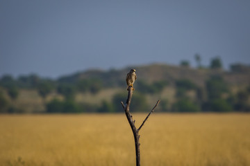 A habitat image of Common kestrel or Falco tinnunculus sitting on a beautiful perch with a green background and blue sky at tal chappar blackbuck sanctuary, India