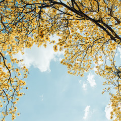 yellow flowers bloom vintage style