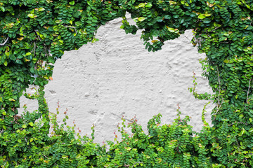 Green Creeper Plant on white wall