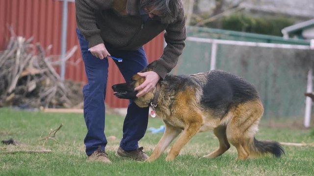 Pet owner trying to brush the teeth of his German shepherd outdoors.