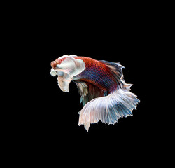 Colourful Betta fish,Siamese fighting fish in movement isolated on black background
