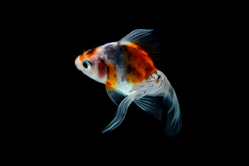 goldfish isolated on a dark black background