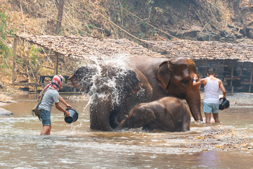 Thai elephant was take a bath with mahout (elephant driver , elephant keeper) in Maesa elephant camp , Chiang Mai , Thailand