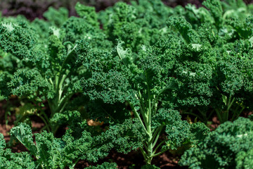 Fototapeta na wymiar Curly kale on natural organic soil. The kale is a winter vegetable capable