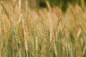Barley Field in Sunset