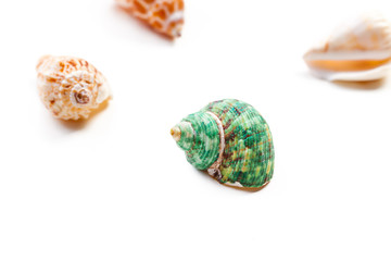 shells isolated on white background