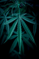 cannabis on a Black background