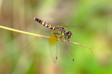 ハッチョウトンボ（メス）