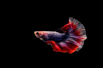 Fototapeta premium Betta fish, siamese fighting , betta splendens isolated on black background