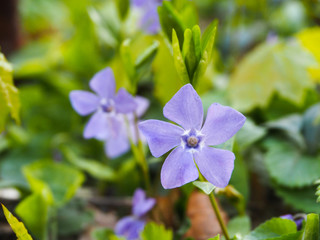 Beautiful spring flower periwinkle