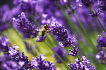 bee looking for nectar in lavender flower