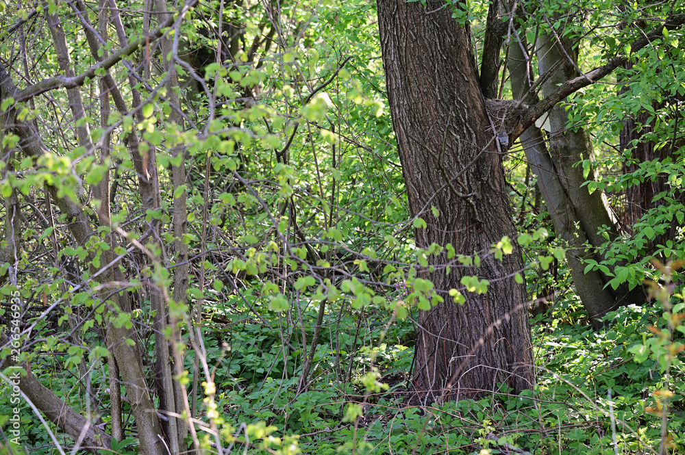 Poster nest on a branch in nature.