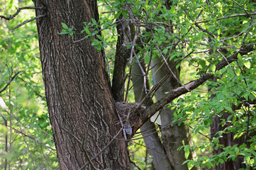 Fototapeta premium Nest on a branch in nature.