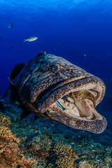 Naklejka na ściany i meble Large Potato Cod Opening its Mouth and Getting its Mouth Cleaned by Cleaning Fish in Aguni Island, Okinawa Japan