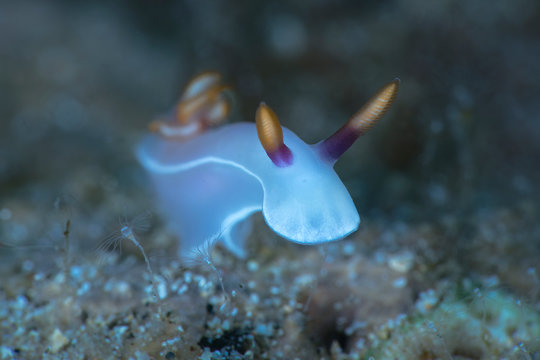 Nudibranch Hypselodoris bullockii.  Underwater macro photography from Anilao, Philippines