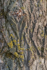 Old Wood Tree Texture Background Pattern with cracks, fungus. background of a tree with natural cracks. Obsolete texture of tree bark surface. Use for illustration as texture, textile prints, fabric