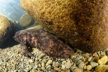 Japanese Giant Salamander in River of Gifu, Japan