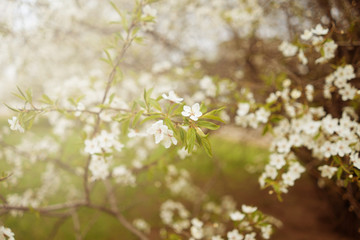 Cherry tree