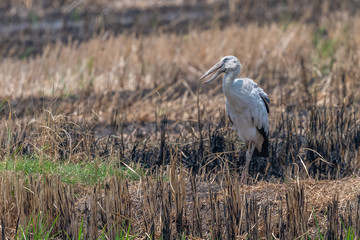 Obraz na płótnie Canvas Asian openbill stork looking into a distance in rice field after harvest
