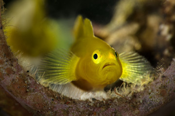 Lemon gobies  (Lubricogobius exiguus).  Underwater macro photography from Anilao, Philippines