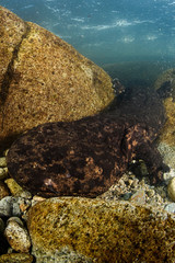 Japanese Giant Salamander in River of Gifu, Japan