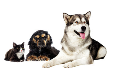 dog and cat together on a white background