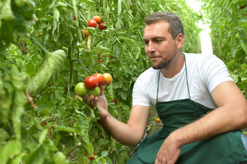 anbau von tomaten im Gewächshaus eeiner Grätnerei - Landwirtschaft und Produktion von Gemüse - Gärtner prüft Reife der tomaten für Ernte // cultivation of tomatoes in the greenhouse of a gratnery - ag