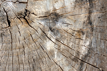 Tree Stump Texture