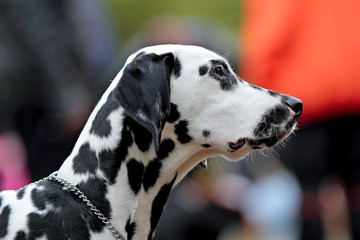 A beautiful profile of a young spotty dalmatian dog