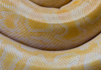 Fototapeta premium Gold Python,Reticulated python skin.