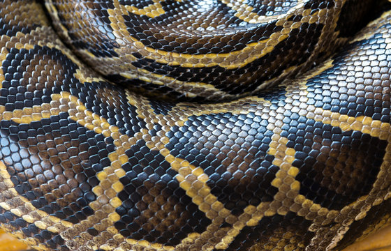 Reticulated python skin.