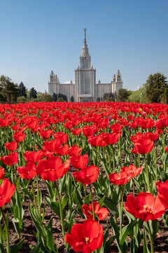 Russia, Moscow - Red tulips in front of the main building of Moscow State University. Mv Lomonosov on Sparrow Hills