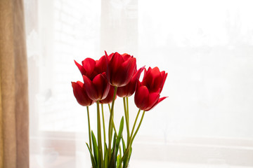 red tulips in a vase