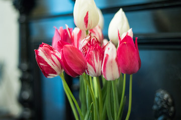 tulips on the black background