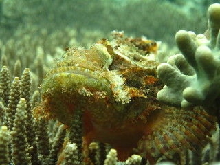 Pez escorpión se camufla en el coral