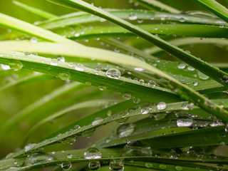 Naklejka premium grass, green, water, dew, nature, leaf, drop, rain, plant, leaves, drops, summer, macro, fresh, plants, morning, wet, flora, blade, spring, foliage, garden, lawn, raindrop, natural